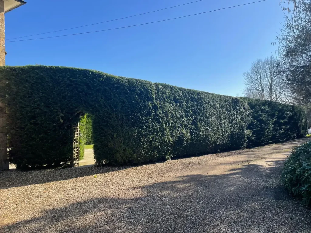 Long neatly trimmed hedge bordering a residential driveway.