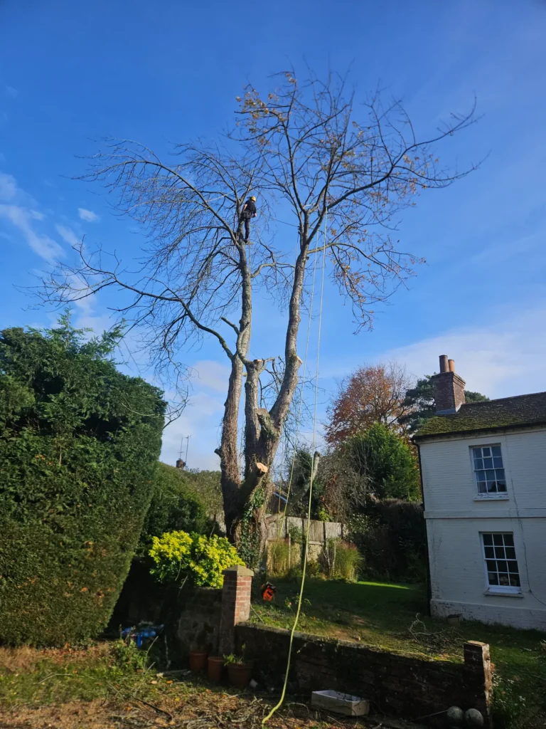 Tall mature tree in a residential garden with upper branches recently cut back.