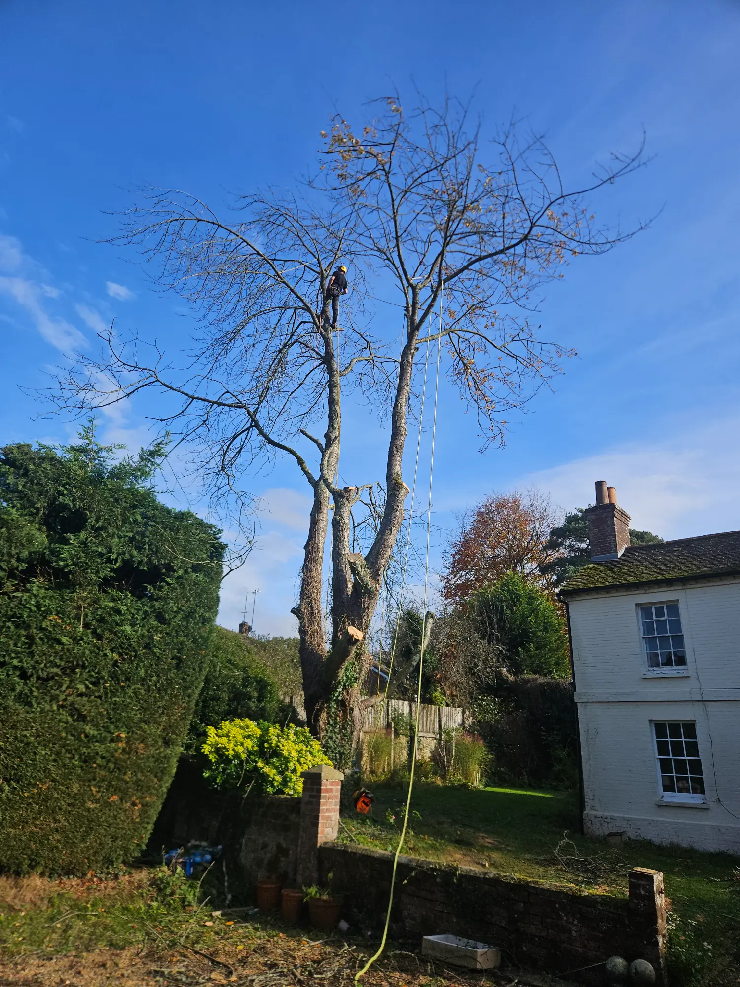 Tall mature tree in a residential garden with upper branches recently cut back.