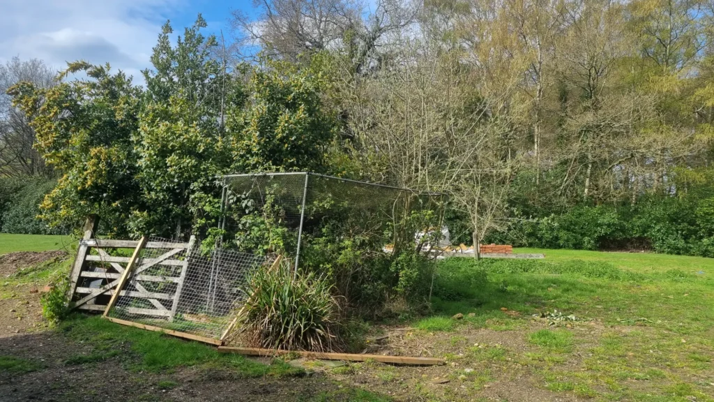 Overgrown garden area with dense shrubs and vegetation prior to clearance.