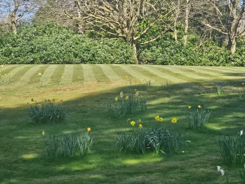 Freshly mown lawn with visible stripes and spring flowers in the foreground.
