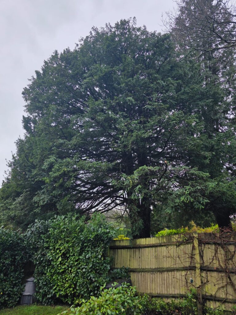 tree work after
