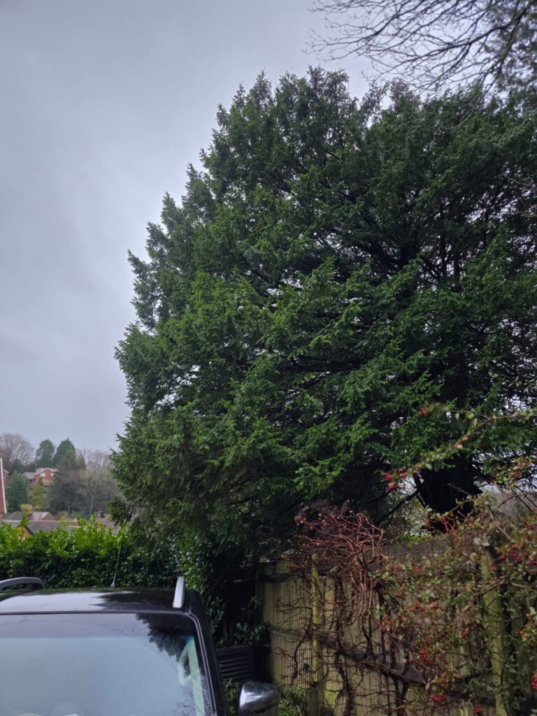tree work before
